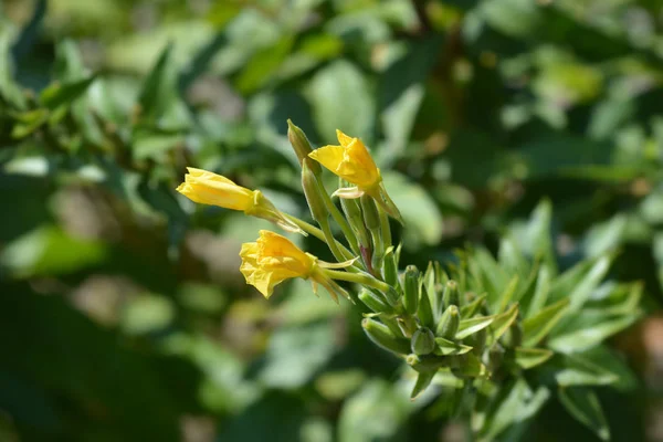 Common evening-primrose — Stock Photo, Image