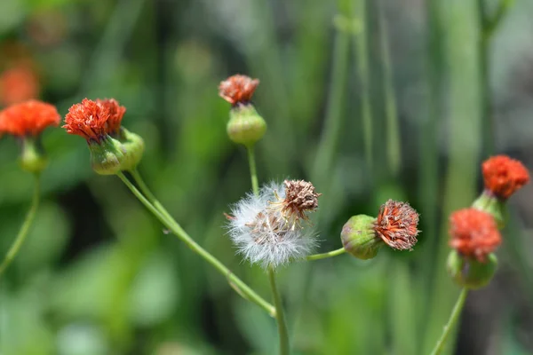 Kızıl tasselflower — Stok fotoğraf