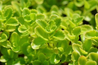 Aizoon taş kırış