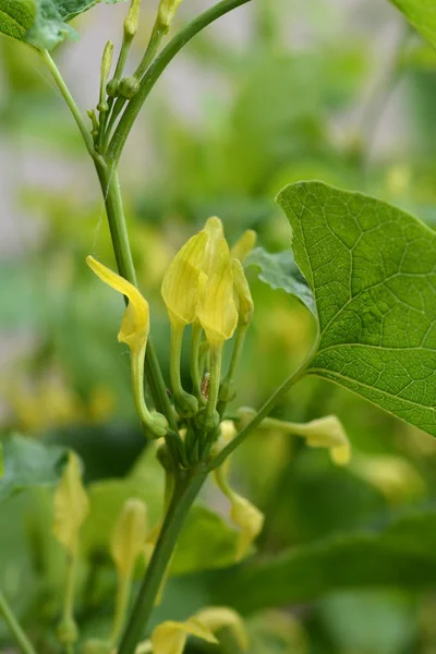 Wspólne aromacie — Zdjęcie stockowe