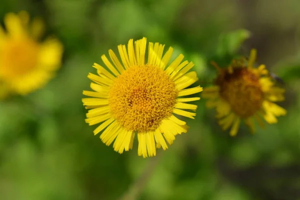 Małe Fleabane — Zdjęcie stockowe