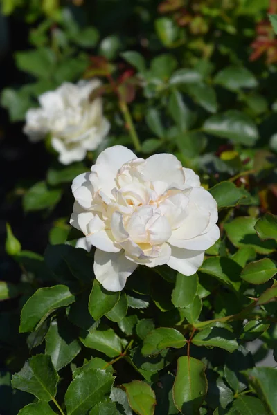 White Meiland Rose — Stock Photo, Image