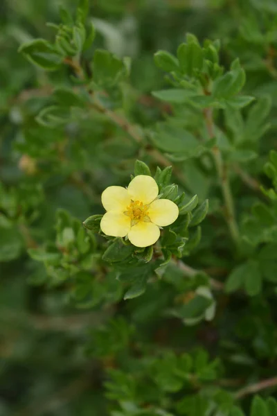 Кустарник Cinquefoil Goldteppich — стоковое фото