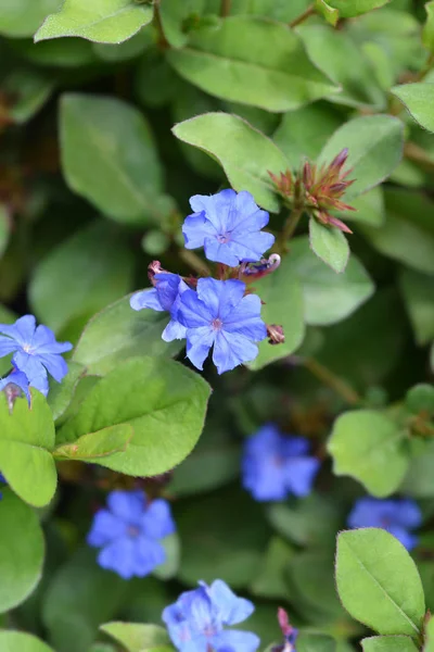 Blue-flowered leadwort — Stock Photo, Image