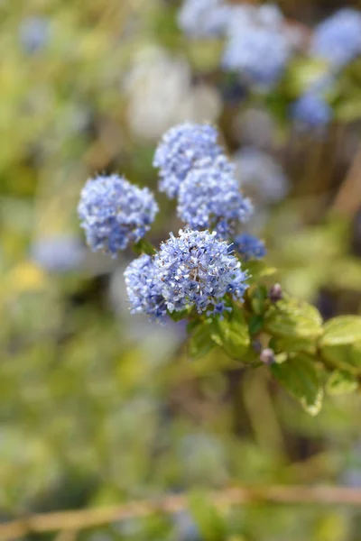 Creeping blue blossom — Stock Photo, Image