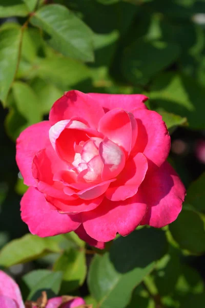 Rose Acapella — Stock Photo, Image
