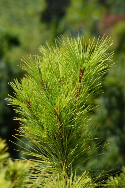 Eastern white pine — Stock Photo, Image