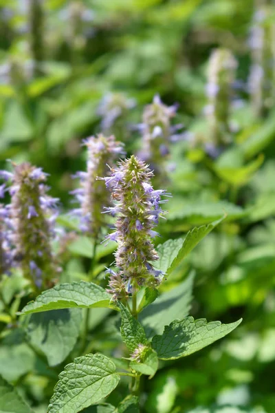 Korean licorice mint — Stock Photo, Image