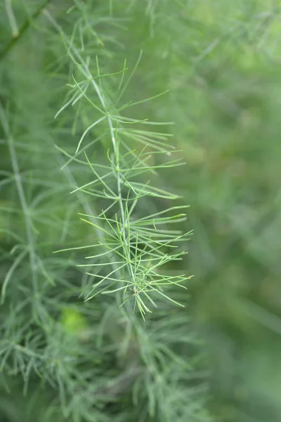 Asparagus oligoclonos — Stock Photo, Image