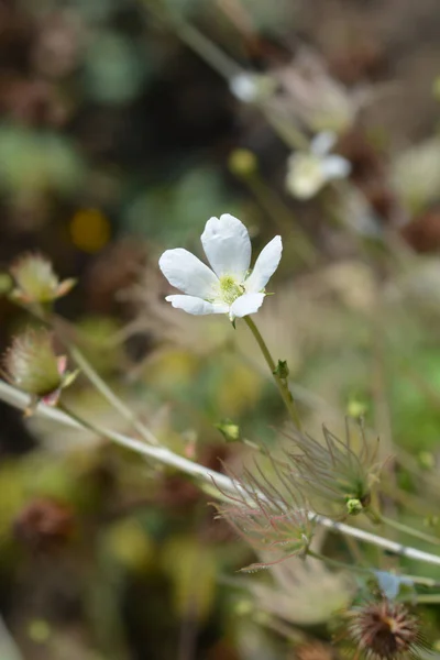 Ból Plume — Zdjęcie stockowe