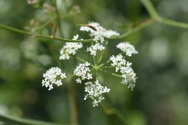 Sběžný lomikamenu — Stock fotografie