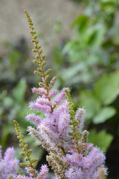 Dwarf Chinese astilbe — Stock Photo, Image