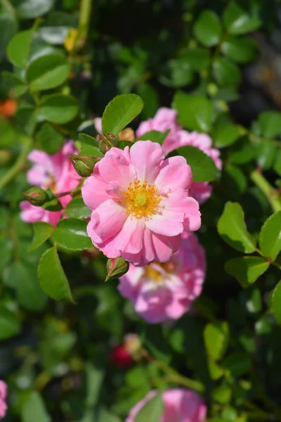 Magic Meidiland Rose — Stock Photo, Image