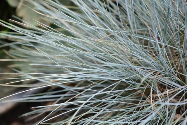 Blue fescue Elijah Blue — Stock Photo, Image