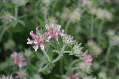 Kıllı kanarya yonca