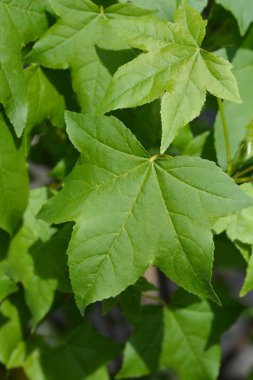 Amerika sığla ağacı