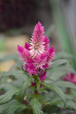 Pembe Cockscomb Intenz