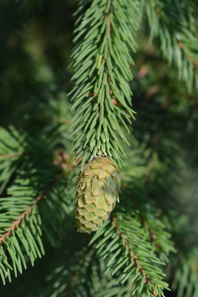 Acrorona norway spruce — Fotografia de Stock
