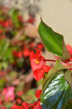 Ejderha Kanadı Kırmızı Begonya