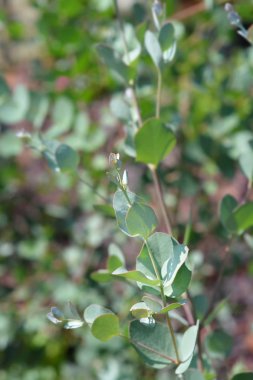 Elma şarabı sakızı