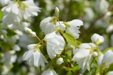 Sahte turuncu virginal