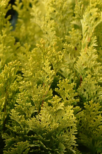 Minima Aurea False cypress — Stock Photo, Image