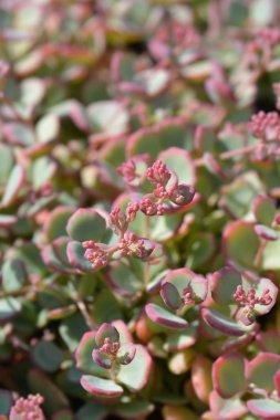 Ekim Daphne Stonecrop