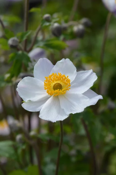 Anémona japonesa Elfin Swan —  Fotos de Stock