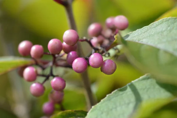 Beautyberry Profusion — Stockfoto