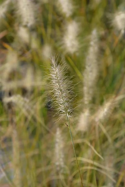 Fontän gräs Hameln — Stockfoto