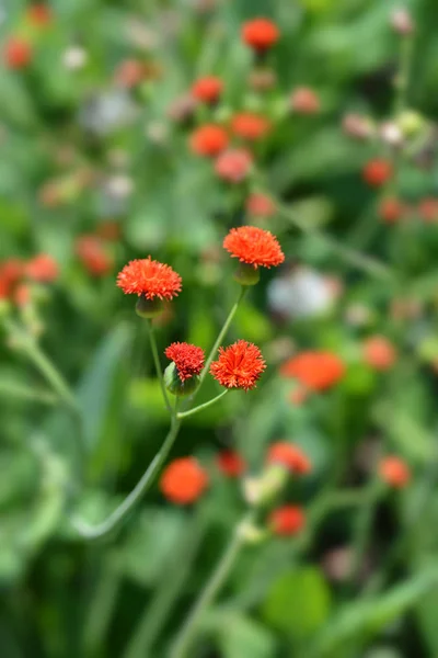 Skarlátvörös tasselflower — Stock Fotó