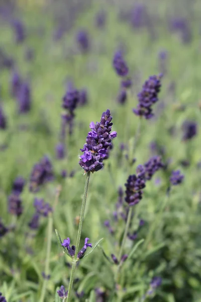 Inglés lavender Hidcote —  Fotos de Stock