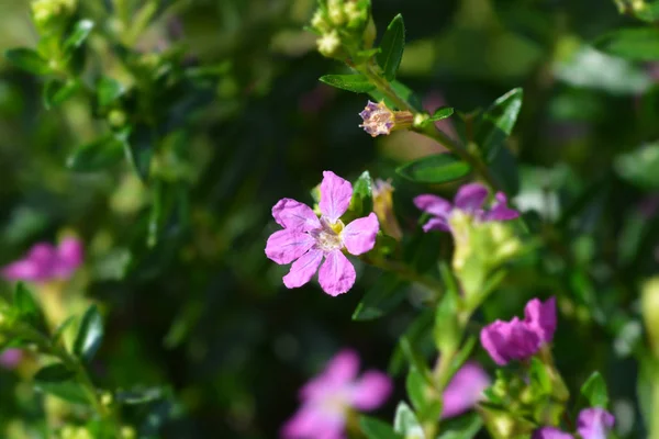 False heather — Stock Photo, Image