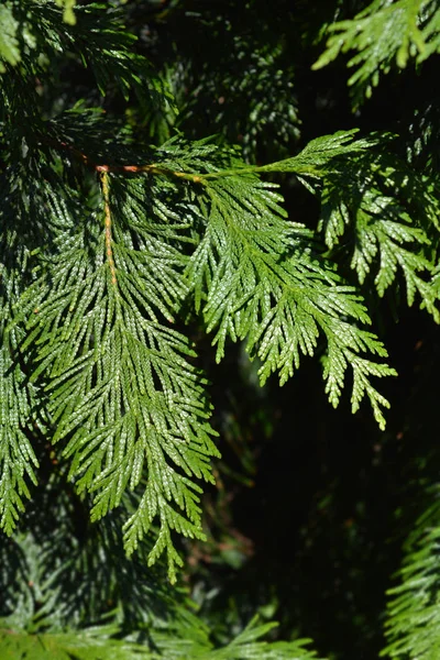 Western red cedar — Stock Photo, Image
