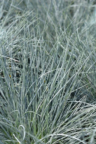 Festuca azul Intenso Azul — Foto de Stock