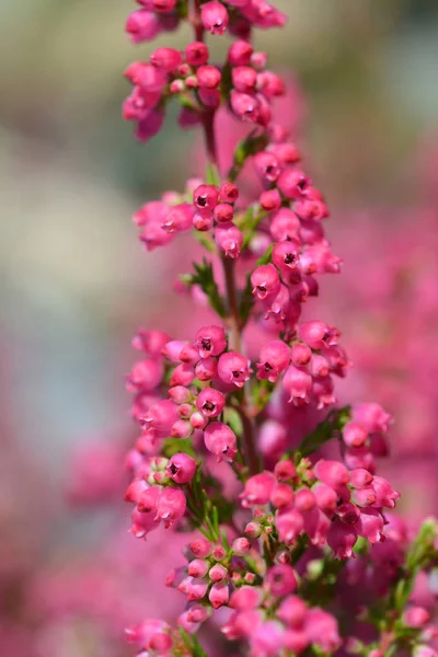 Rose Heath — Foto Stock