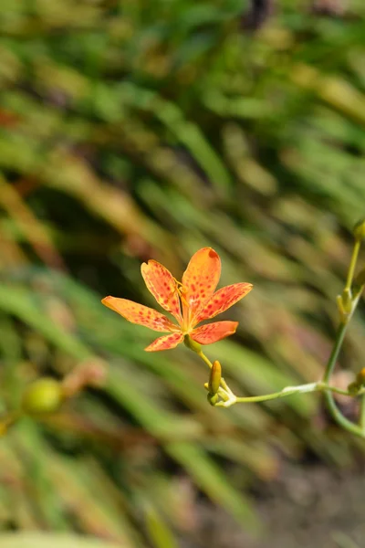 Leopard blomma — Stockfoto