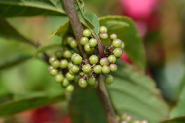 Beautyberry Profusion