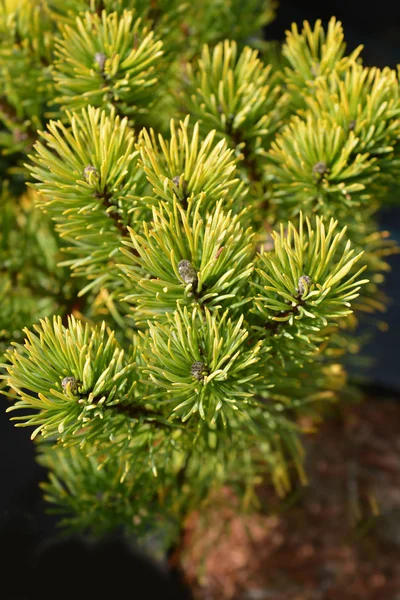 Carstens Wintergold Mugo Pine — Stock Photo, Image