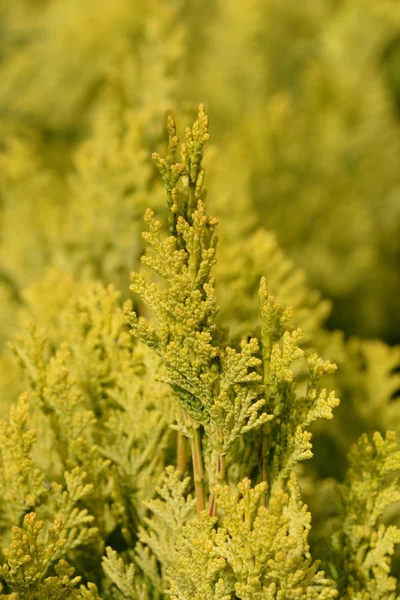 Minima Aurea False cypress — Stock Photo, Image