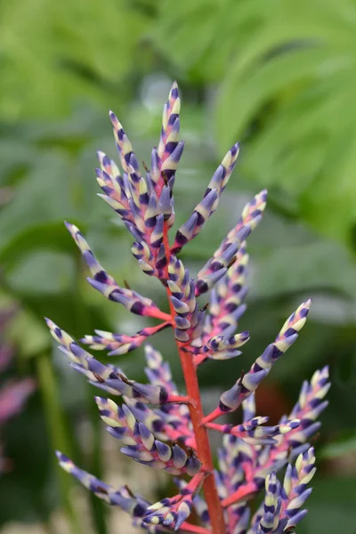 Bromeliad de lluvia azul — Foto de Stock