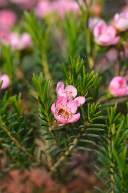 Geraldton balmumu çiçek Sarahs Delight