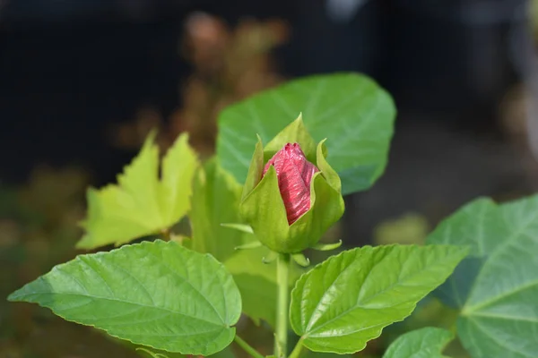 Hardy hibiscus Luna Rose — Stock Photo, Image