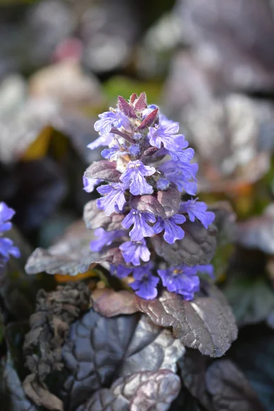 Bugle Braunherz — Stockfoto