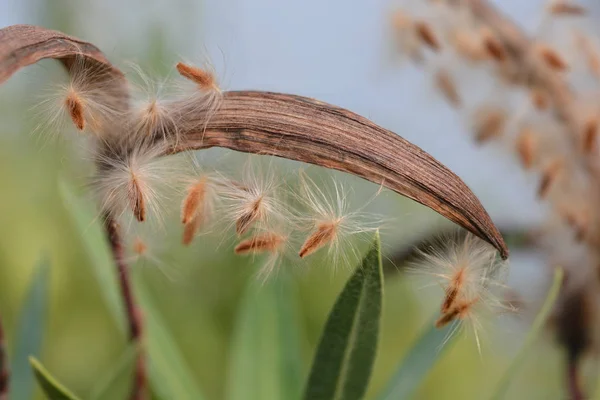 Közös oleander — Stock Fotó