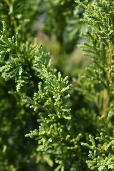 Hinoki cypress Draht — Stock Photo, Image