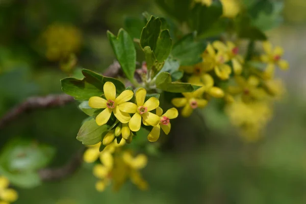 Golden currant — Stock Photo, Image