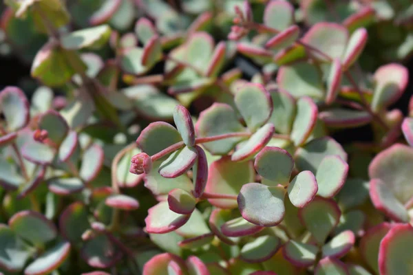 Oktober Daphne Stonecrop — Stockfoto