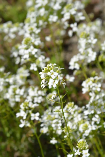 Variegated Spreading rock cress — Stock Photo, Image