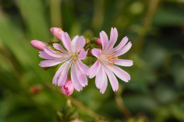 Siskiyou lewisia